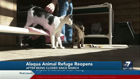 Alaqua animal shelter florida - FREEPORT, Fla. (WJHG/WECP) - Local philanthropists Raven and Ryan Jumonville made a massive donation to Alaqua Animal Refuge. They gifted the shelter a 2008 Cruisers Yachts 460 Express yacht. All ...